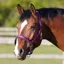 Bitz Deluxe Padded Headcollar in Pink